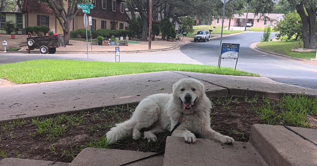 Adopt Wally - Male Great Pyrenees in Austin, TX | Texas Great Pyrenees ...