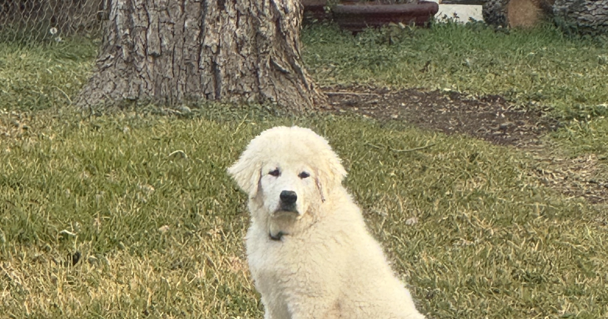 Adopt Moose NA Monty - Male Great Pyrenees in Austin, TX | Texas Great ...