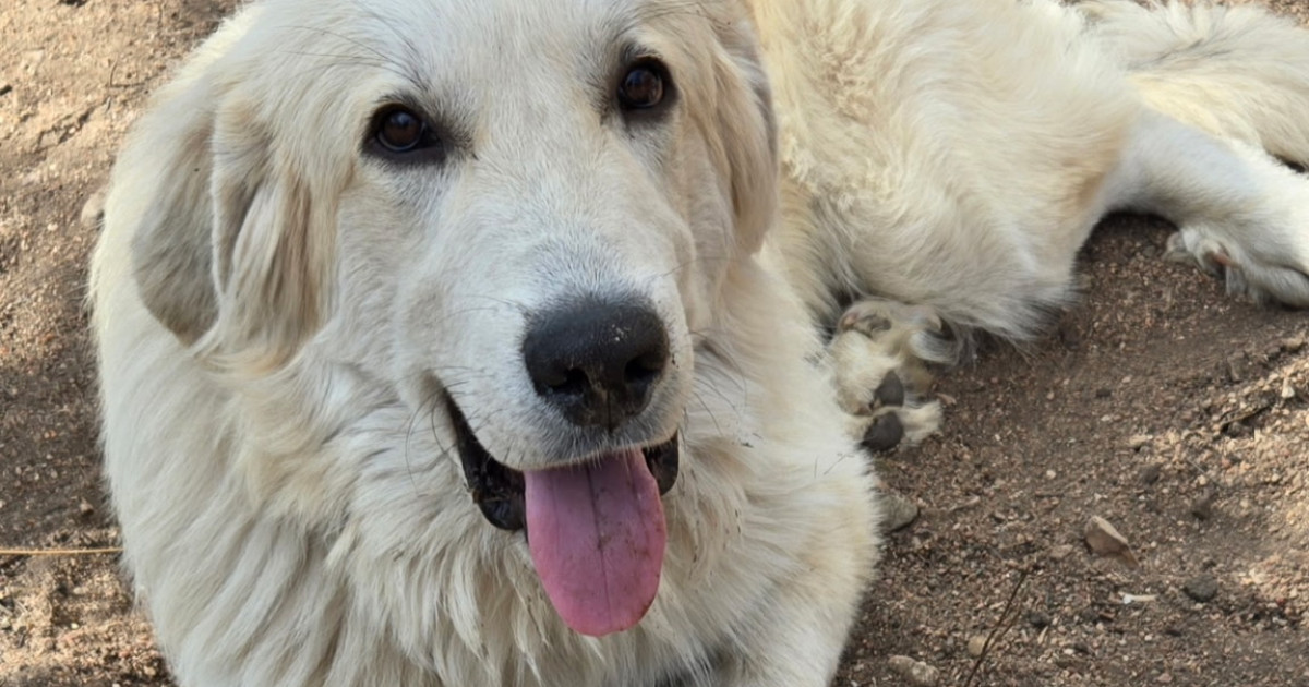 Adopt Tanner - Male Great Pyrenees in Austin, TX | Texas Great Pyrenees ...