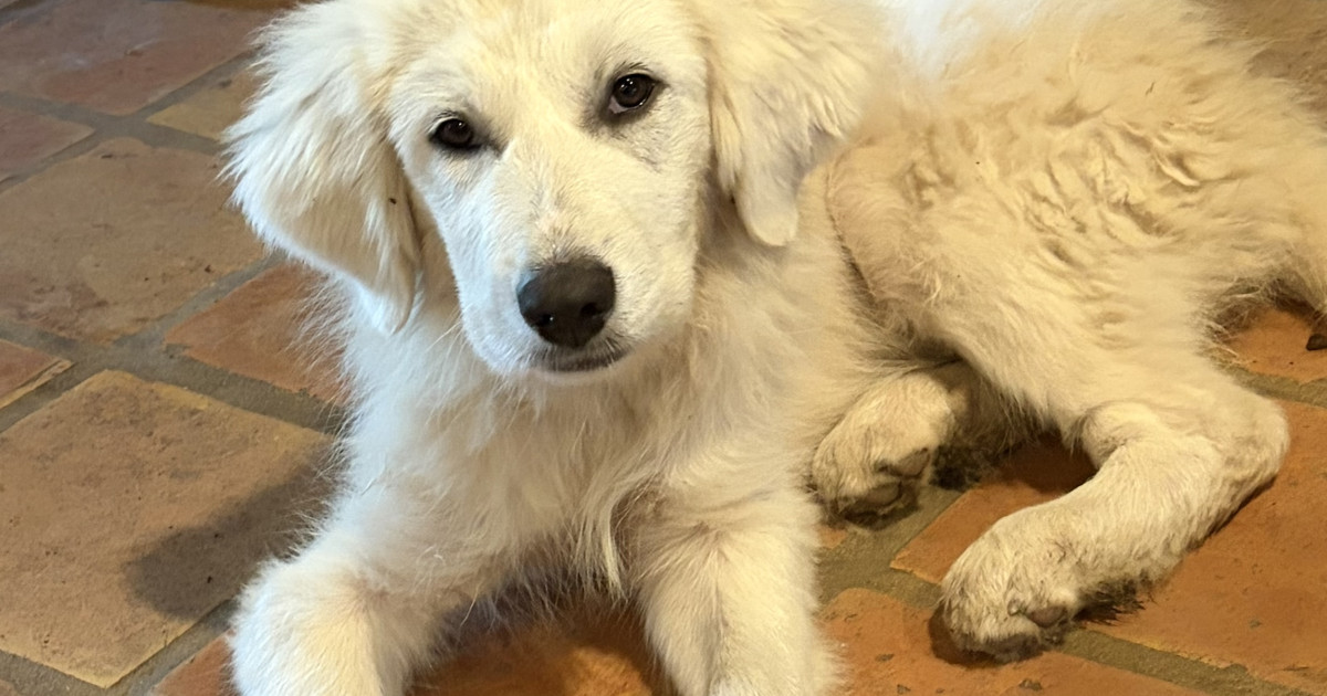 Adopt Theodore - Male Great Pyrenees in Austin, TX | Texas Great ...