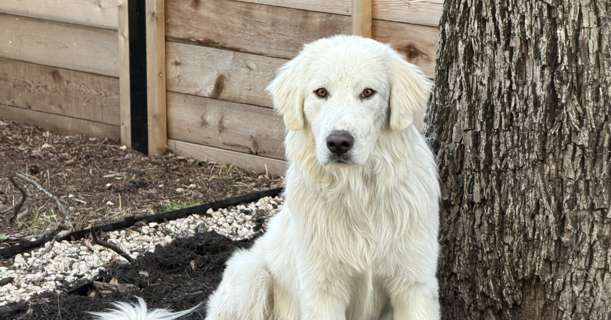 Adopt Toby - Male Great Pyrenees in Austin, TX | Texas Great Pyrenees ...