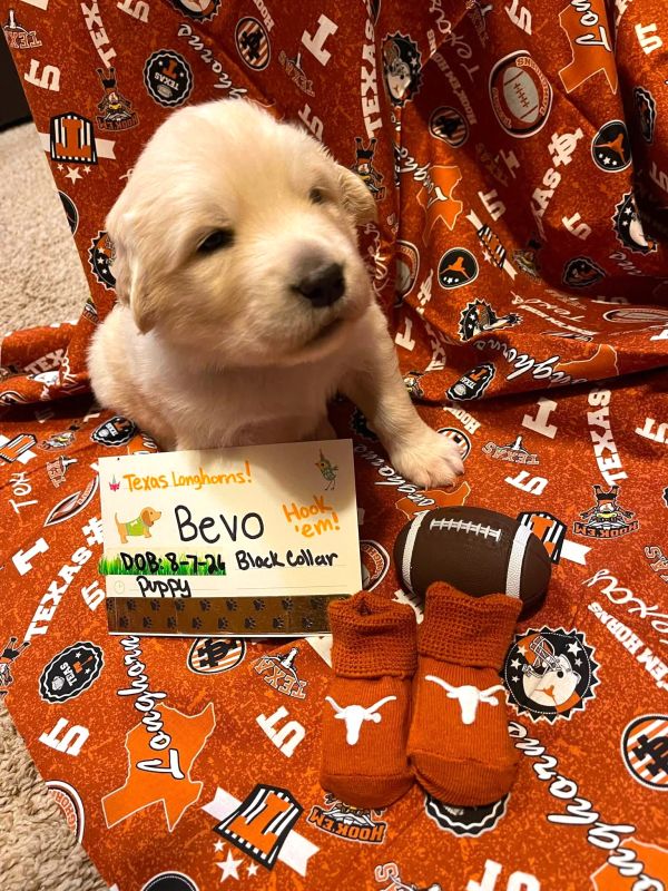 Bevo  Texas Icon Litter