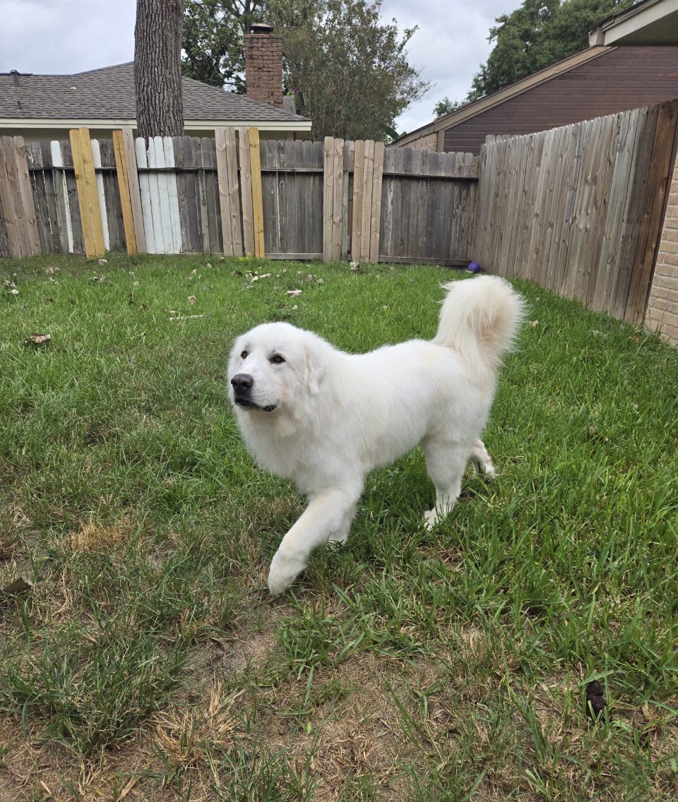 Maverick