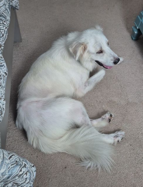 Lottie
