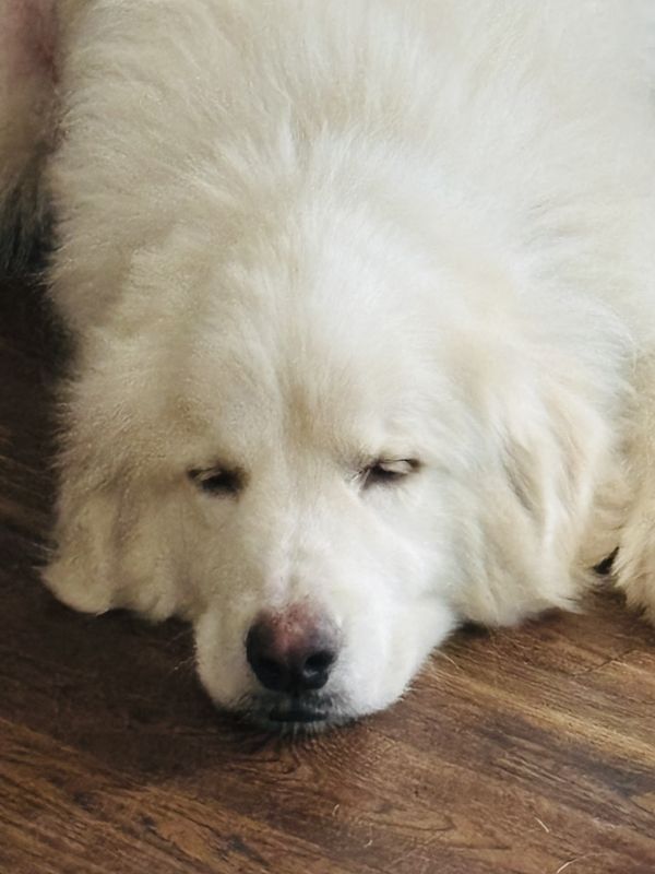 Jed