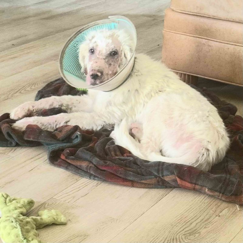 Rowdy Rascal