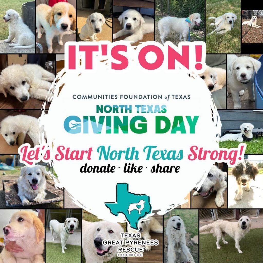collage of pictures of great pyrenees dogs with the words It's On for the North Texas giving Day 206