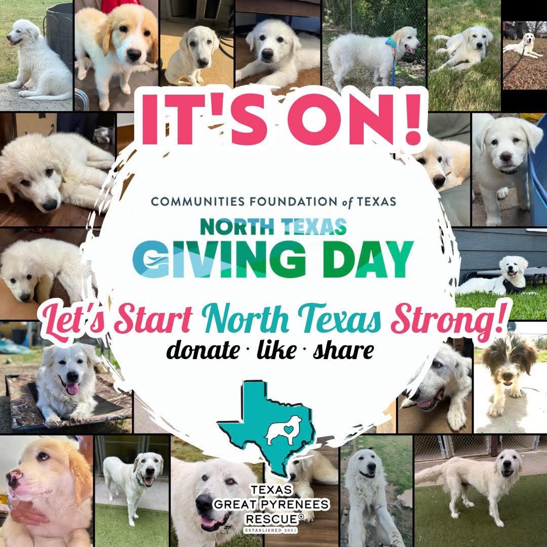 collage of pictures of great pyrenees dogs with the words It's On for the North Texas giving Day 206