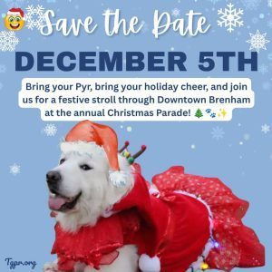 White pyrenees dog in santa hat and red dress with lights