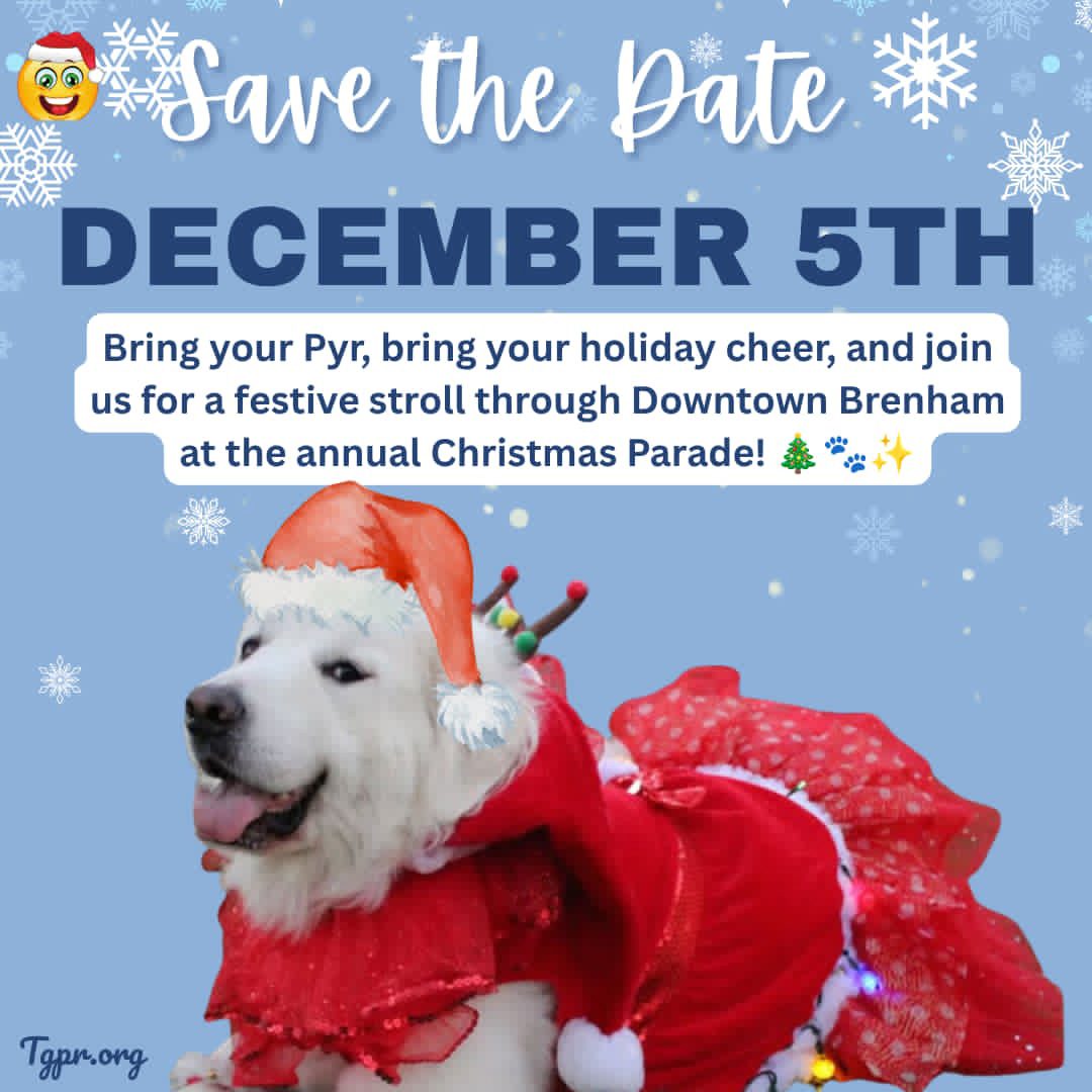 White pyrenees dog in santa hat and red dress with lights